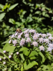 Chromolaena hookeriana