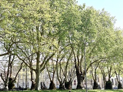 Platanus