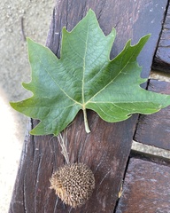 Platanus