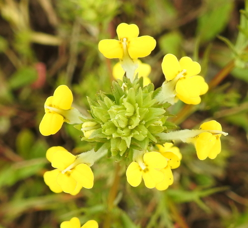 Triphysaria