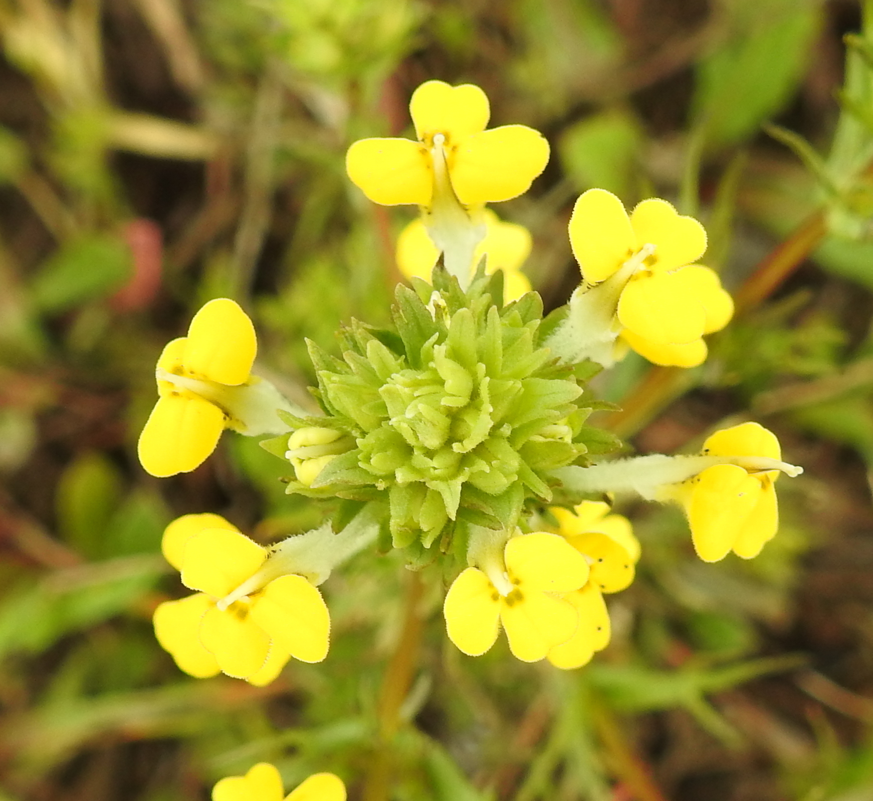 Triphysaria