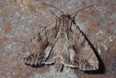Apamea monoglypha