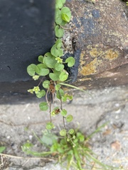 Dichondra carolinensis