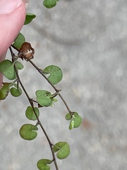 Dichondra carolinensis