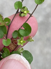 Dichondra carolinensis