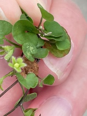 Dichondra carolinensis