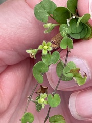 Dichondra carolinensis