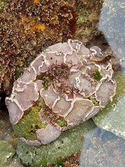 Lithophyllum