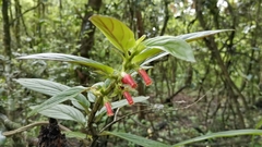Columnea spathulata