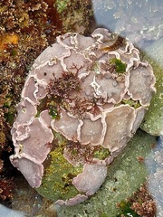 Lithophyllum