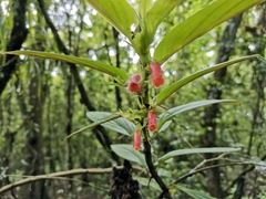Columnea spathulata