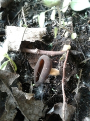 Helvella solitaria