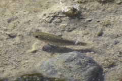 Cyprinodon salinus salinus