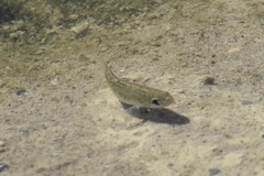 Cyprinodon salinus salinus