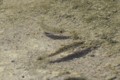 Cyprinodon salinus salinus