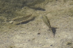 Cyprinodon salinus salinus