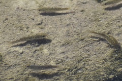 Cyprinodon salinus salinus
