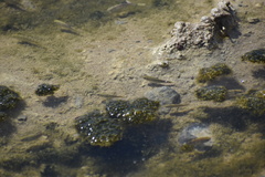 Cyprinodon salinus salinus