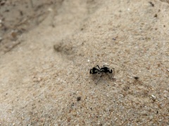 Traumatomutilla indica