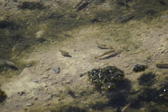 Cyprinodon salinus salinus