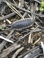 Porcellio hoffmannseggii