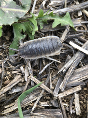 Porcellio hoffmannseggii