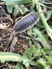 Porcellio hoffmannseggii