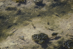 Cyprinodon salinus salinus