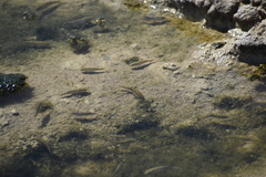 Cyprinodon salinus salinus
