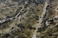 Cyprinodon salinus salinus