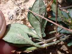Brunoniella