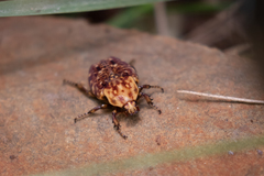 Porphyronota hebraea