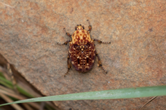 Porphyronota hebraea