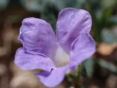 Brunoniella