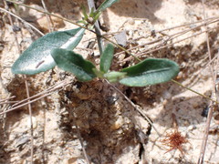 Brunoniella