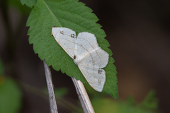 Scopula sanguinisecta