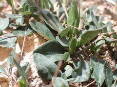 Brunoniella