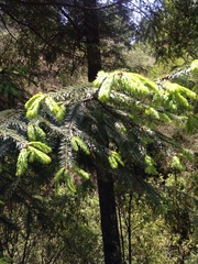 Abies religiosa