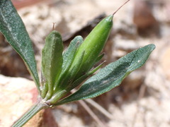Brunoniella