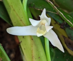 Maxillaria alba