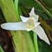 Maxillaria alba - Photo 由 accidentalshrike 所上傳的 (c) accidentalshrike，保留部份權利CC BY-NC