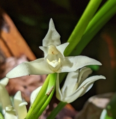 Maxillaria alba