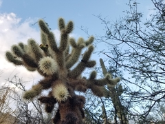 Cylindropuntia bigelovii
