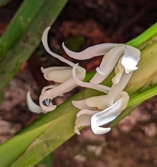 Maxillaria alba