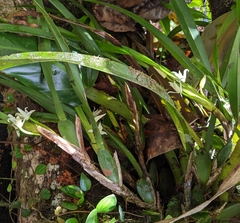 Maxillaria alba