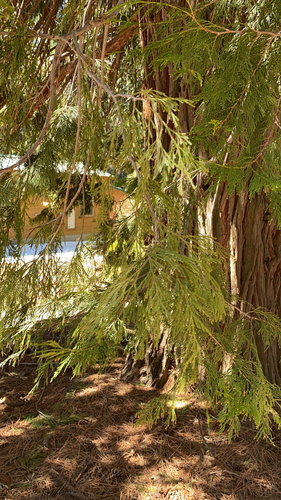 iNaturalist observation photo of California incense-cedar