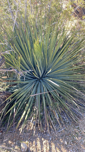 iNaturalist observation photo of chaparral yucca