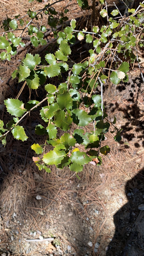 iNaturalist observation photo of high-latitude oaks