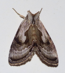 Chrysanympha formosa