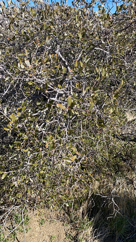 iNaturalist observation photo of Muller's oak